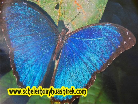 Mariposas de Puerto Maldonado